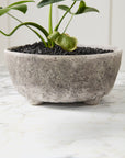Shoal Stone-Texture Ceramic Bowl Planter, 10 inch - Planty Love Co