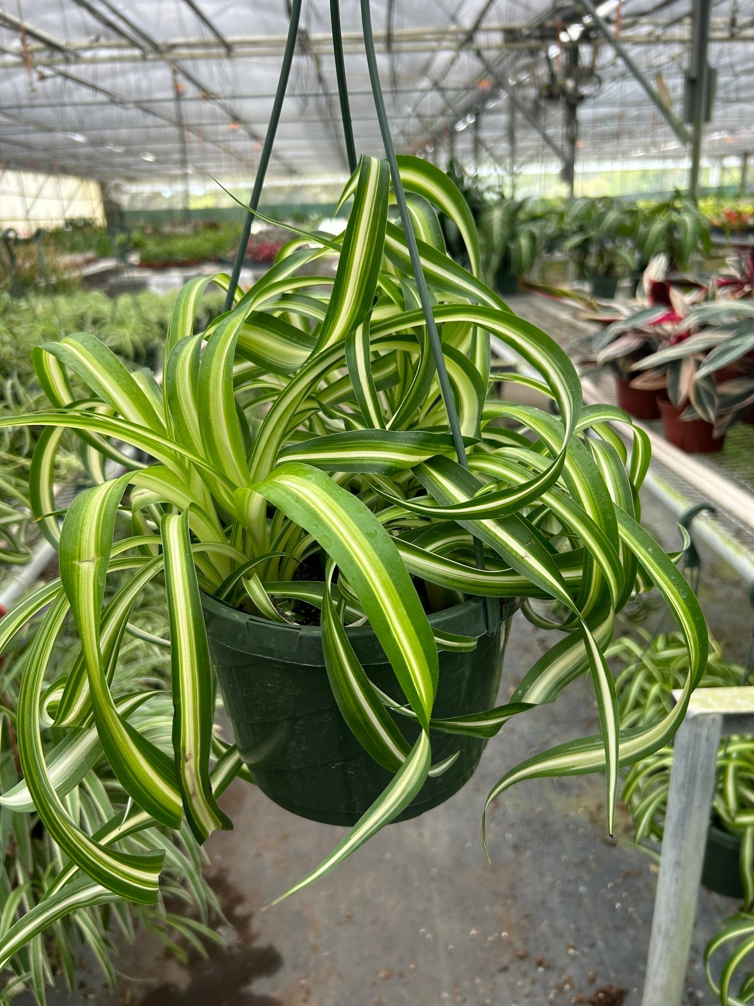 Spider Plant 'Bonnie' Live Indoor Plant (Chlorophytum comosum), Easy Care Curly Houseplant for Home and Office Decor - Planty Love Co