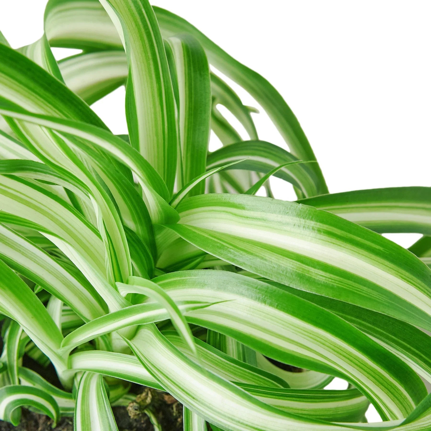 Spider Plant 'Bonnie' Live Indoor Plant (Chlorophytum comosum), Easy Care Curly Houseplant for Home and Office Decor - Planty Love Co