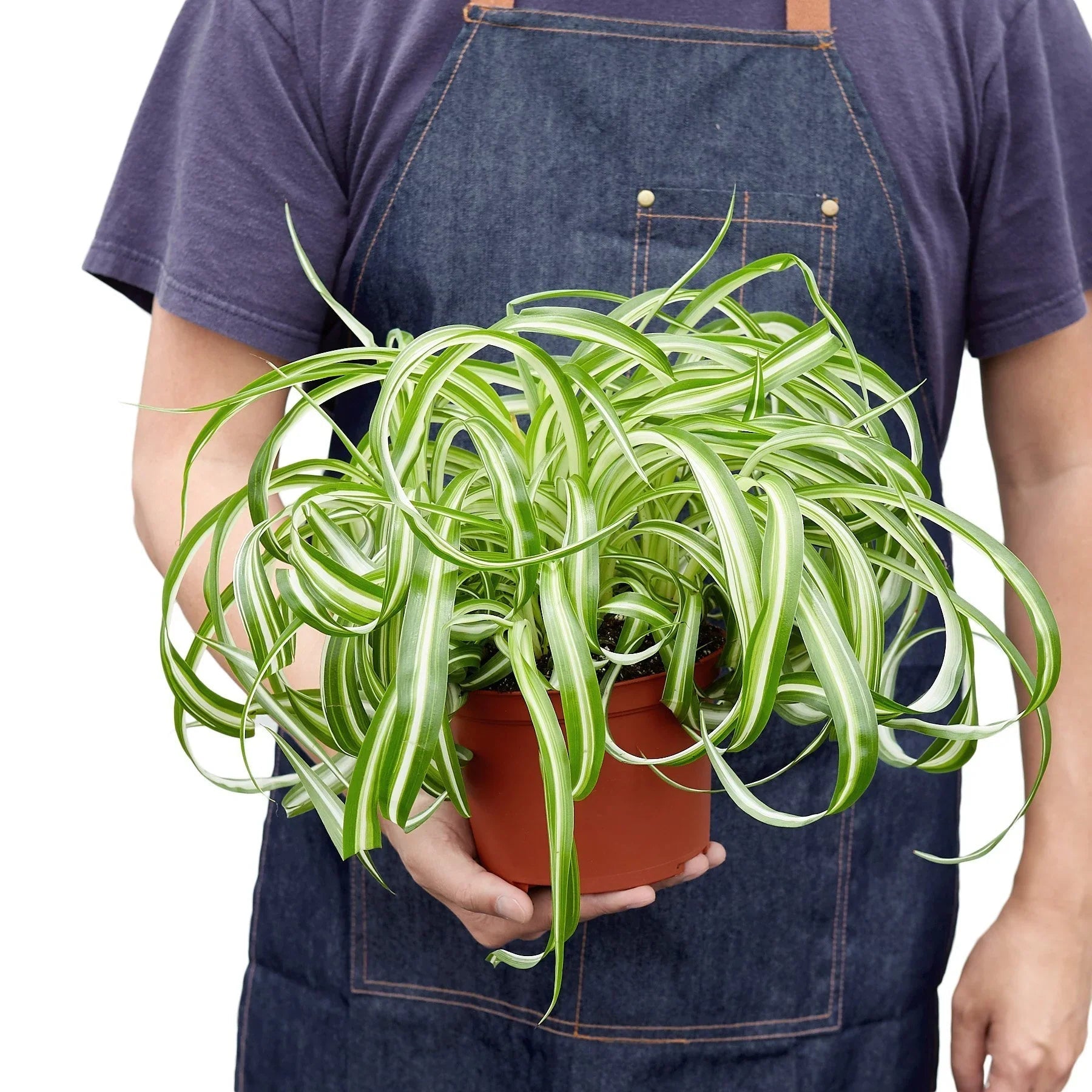 Spider Plant 'Bonnie' Live Indoor Plant (Chlorophytum comosum), Easy Care Curly Houseplant for Home and Office Decor - Planty Love Co