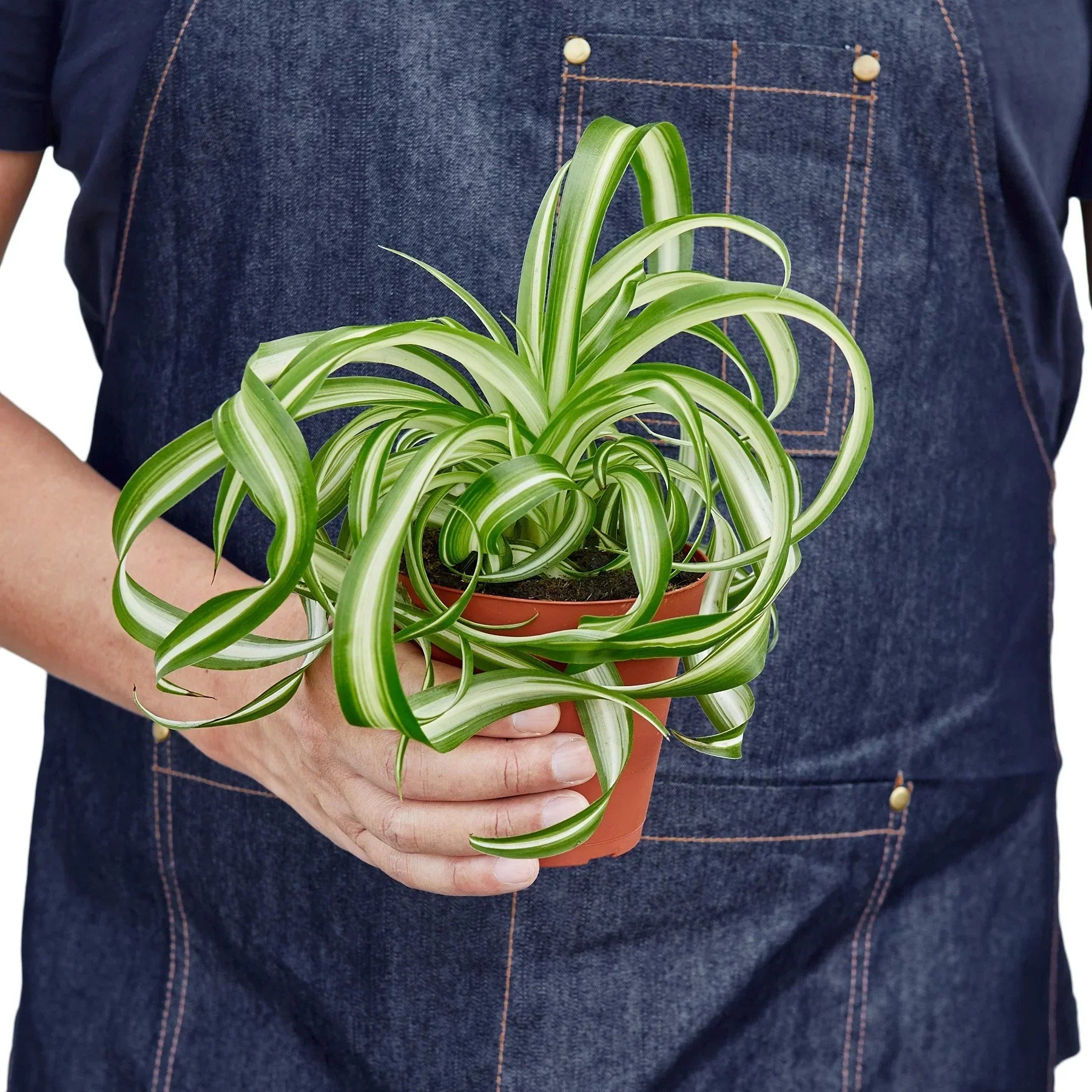 Spider Plant 'Bonnie' Live Indoor Plant (Chlorophytum comosum), Easy Care Curly Houseplant for Home and Office Decor - Planty Love Co