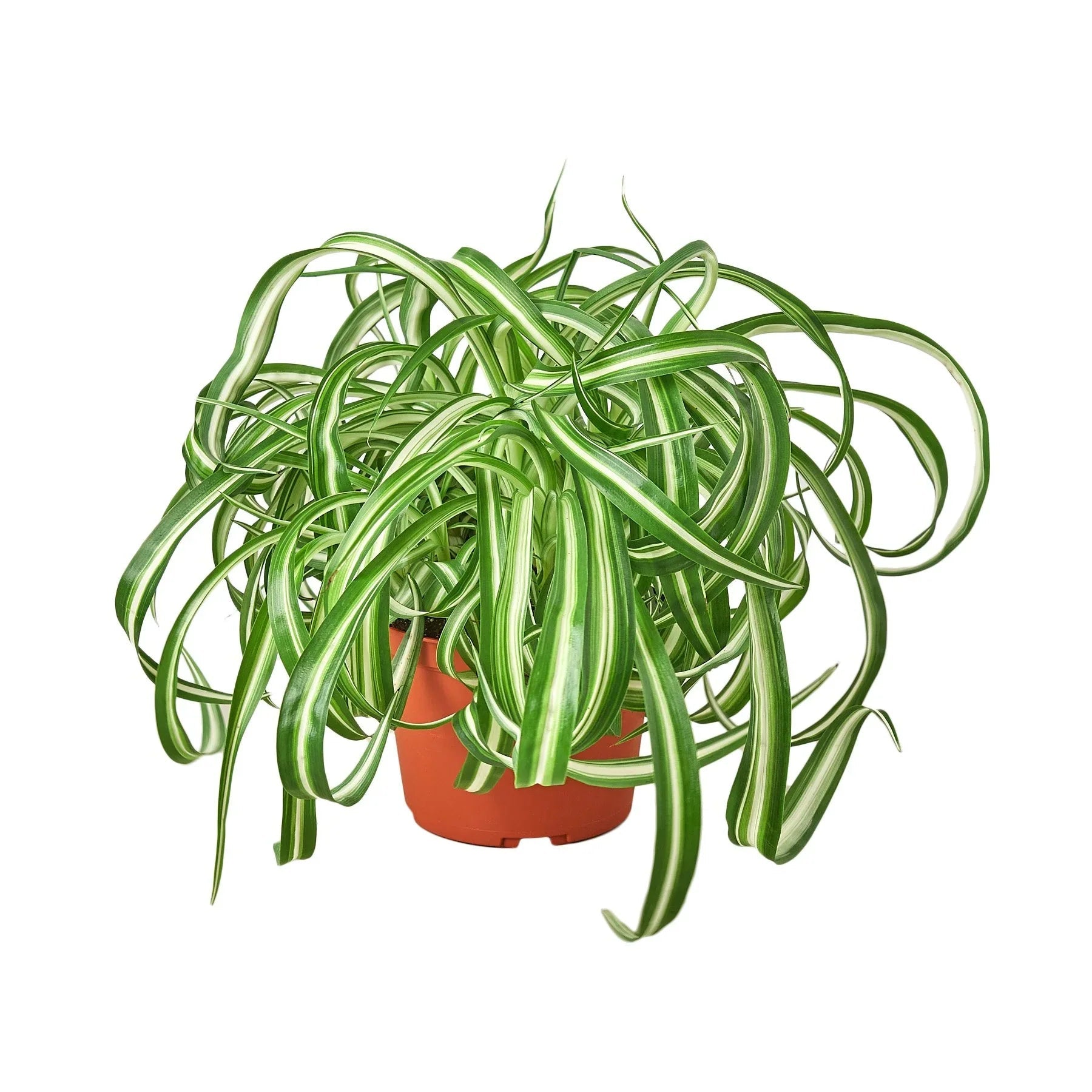 Spider Plant 'Bonnie' Live Indoor Plant (Chlorophytum comosum), Easy Care Curly Houseplant for Home and Office Decor - Planty Love Co
