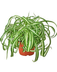 Spider Plant Bonnie (Chlorophytum comosum)