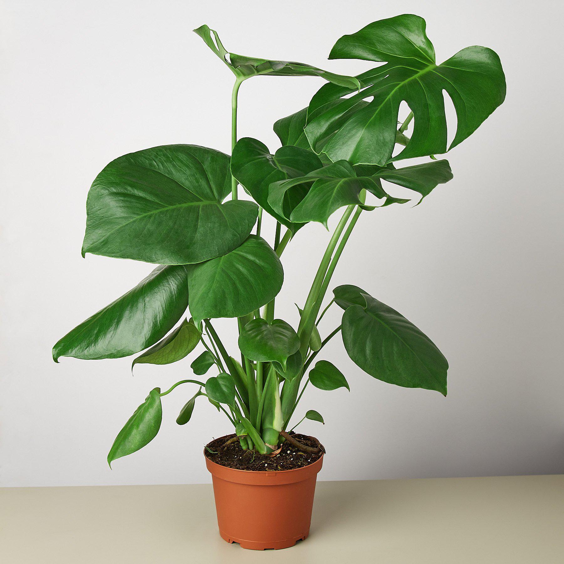 Split-Leaf Monstera Deliciosa Live Indoor Plant (Monstera deliciosa), Easy Care Climbing Statement Houseplant for Home and Office Decor - Planty Love Co