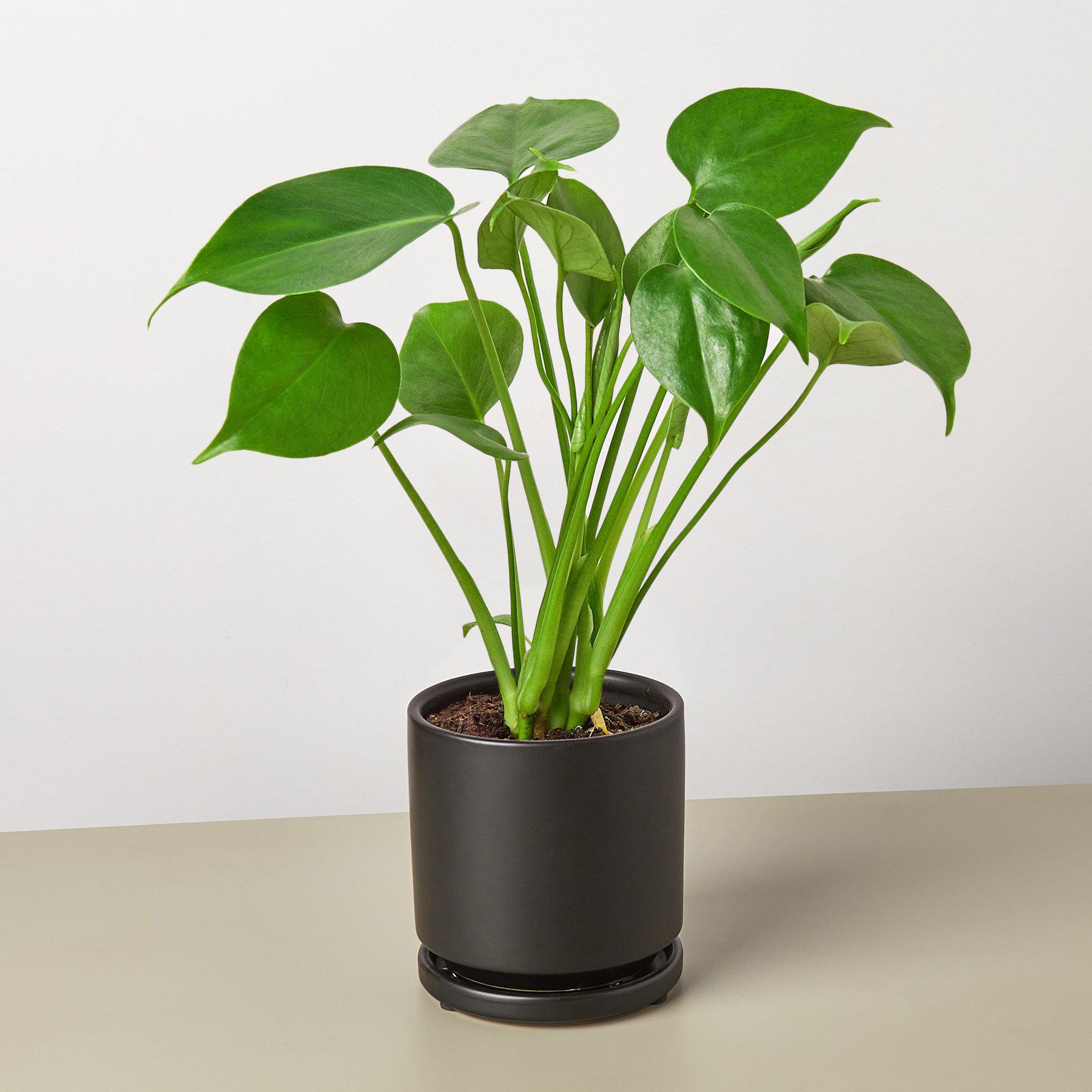 Split-Leaf Monstera Deliciosa Live Indoor Plant (Monstera deliciosa), Easy Care Climbing Statement Houseplant for Home and Office Decor - Planty Love Co