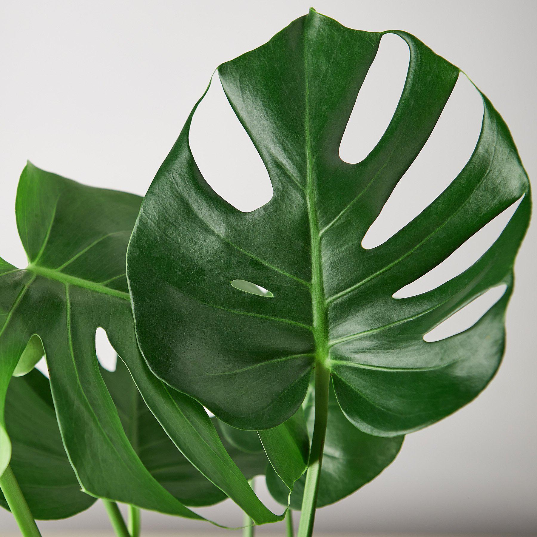 Split-Leaf Monstera Deliciosa Live Indoor Plant (Monstera deliciosa), Easy Care Climbing Statement Houseplant for Home and Office Decor - Planty Love Co
