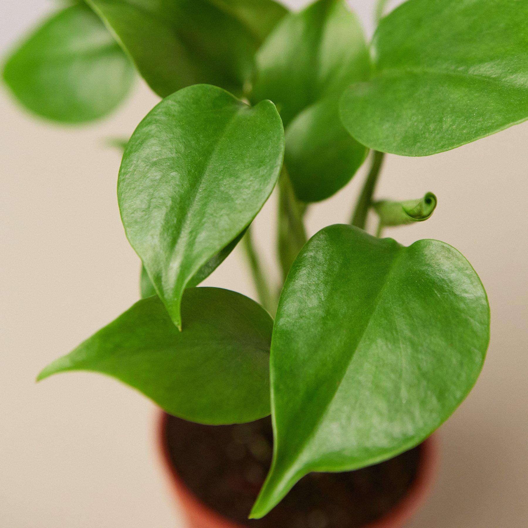 Split-Leaf Monstera Deliciosa Live Indoor Plant (Monstera deliciosa), Easy Care Climbing Statement Houseplant for Home and Office Decor - Planty Love Co