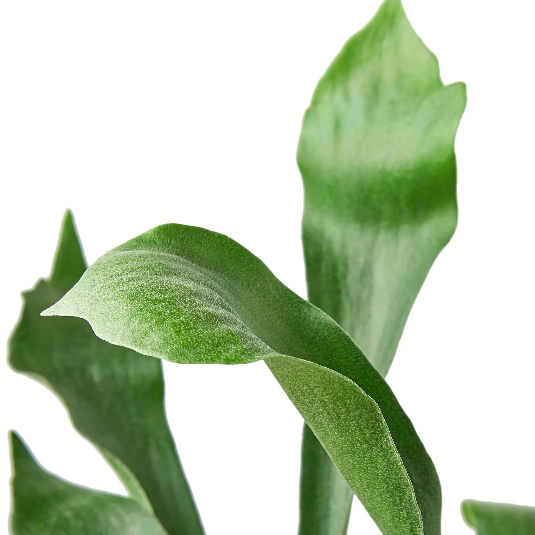 Staghorn Fern Live Indoor Plant (Platycerium), Easy Care Mountable Fern Houseplant for Home and Office Decor - Planty Love Co