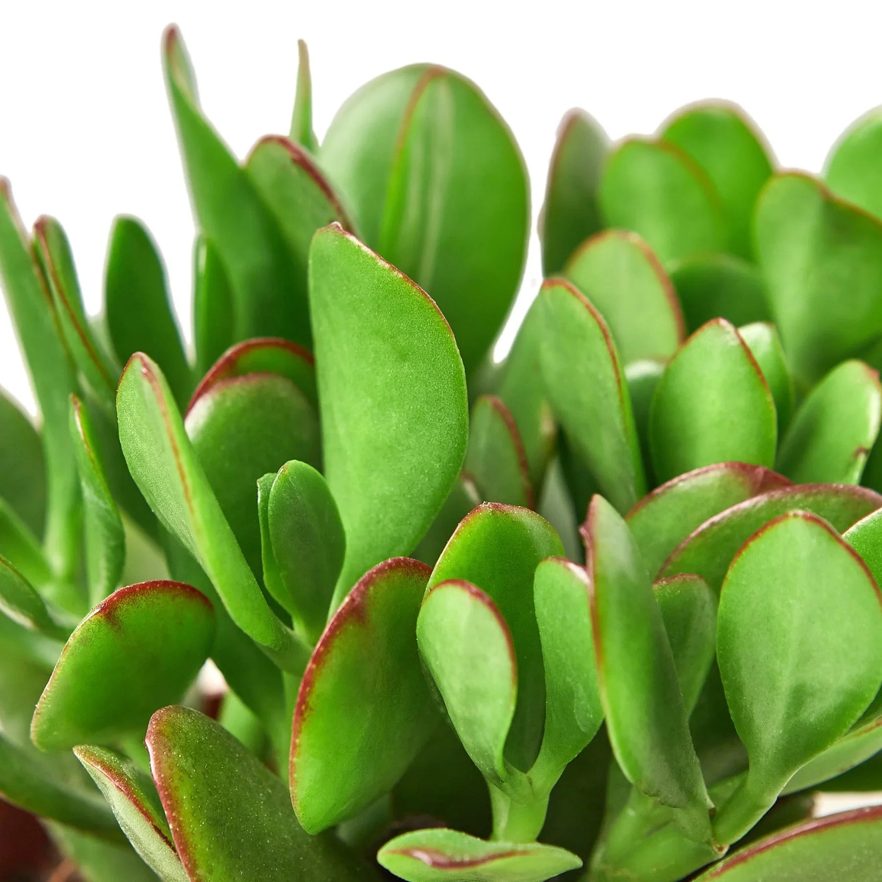 Succulent Crassula 'Jade' - Planty Love Co