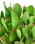 Succulent Crassula 'Jade' - Planty Love Co