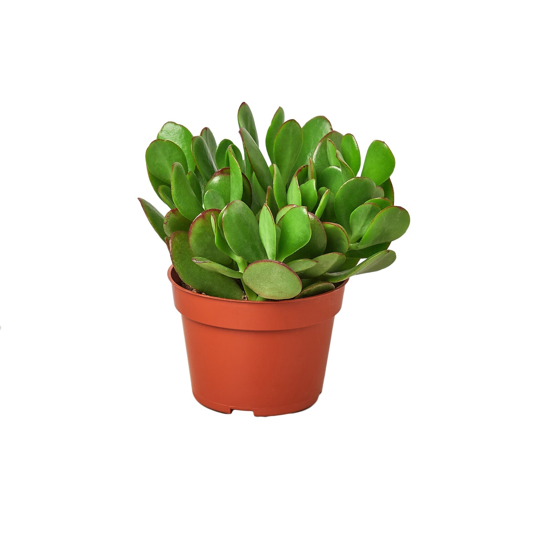 Succulent Crassula 'Jade' - Planty Love Co