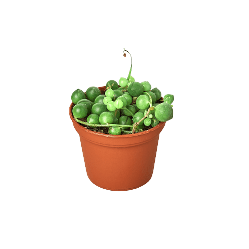 Succulent 'String of Pearls' - Planty Love Co