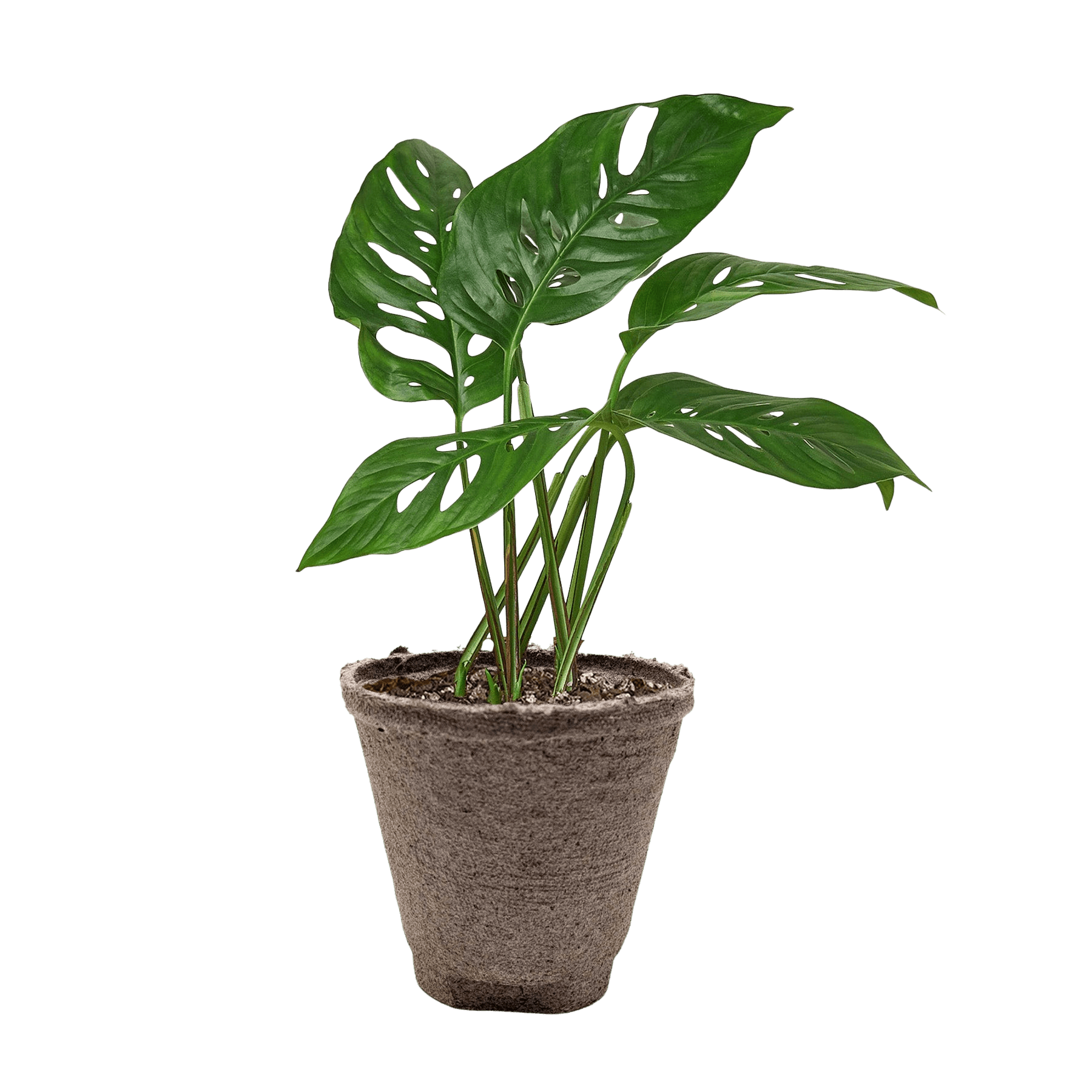 Swiss Cheese Plant Monstera Adansonii (Monstera adansonii)