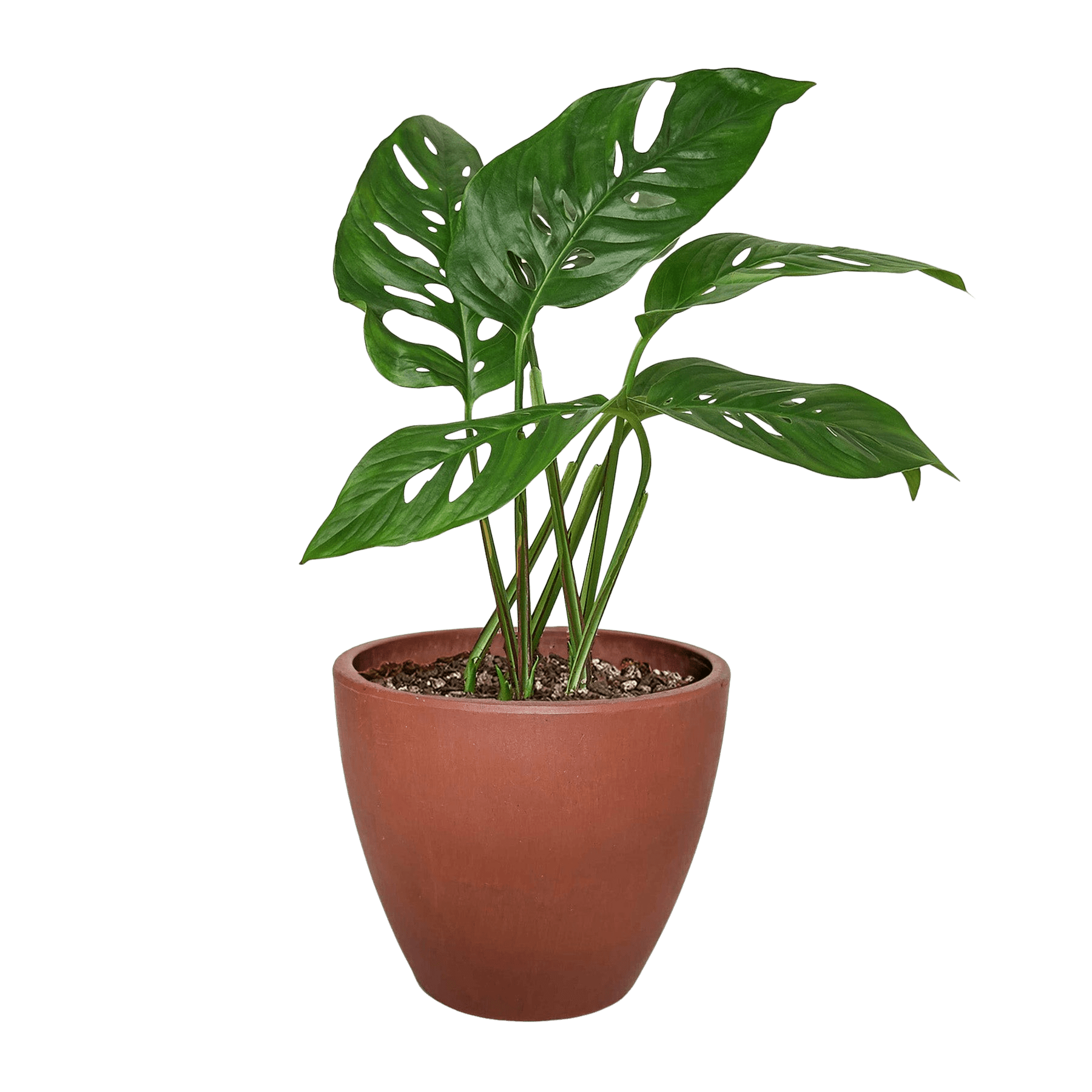 Swiss Cheese Plant Monstera Adansonii Live Indoor Plant (Monstera adansonii), Easy Care Climbing Trailing Houseplant for Home and Office Decor - Planty Love Co