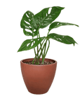 Swiss Cheese Plant Monstera Adansonii (Monstera adansonii)