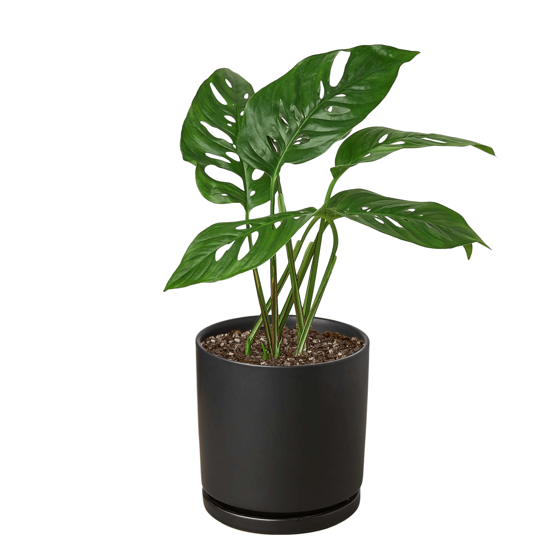 Swiss Cheese Plant Monstera Adansonii (Monstera adansonii)