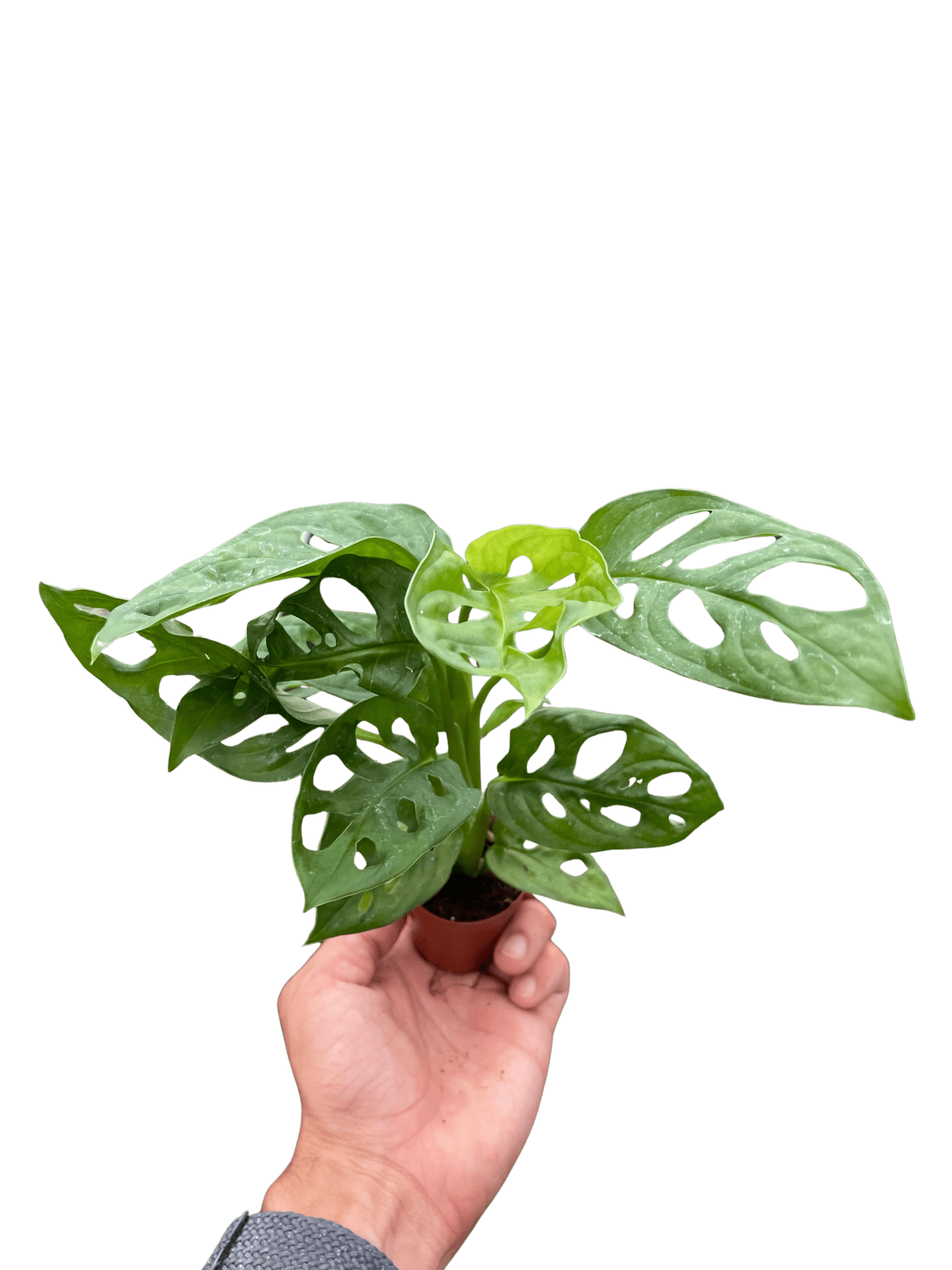 Swiss Cheese Plant Monstera Adansonii (Monstera adansonii)