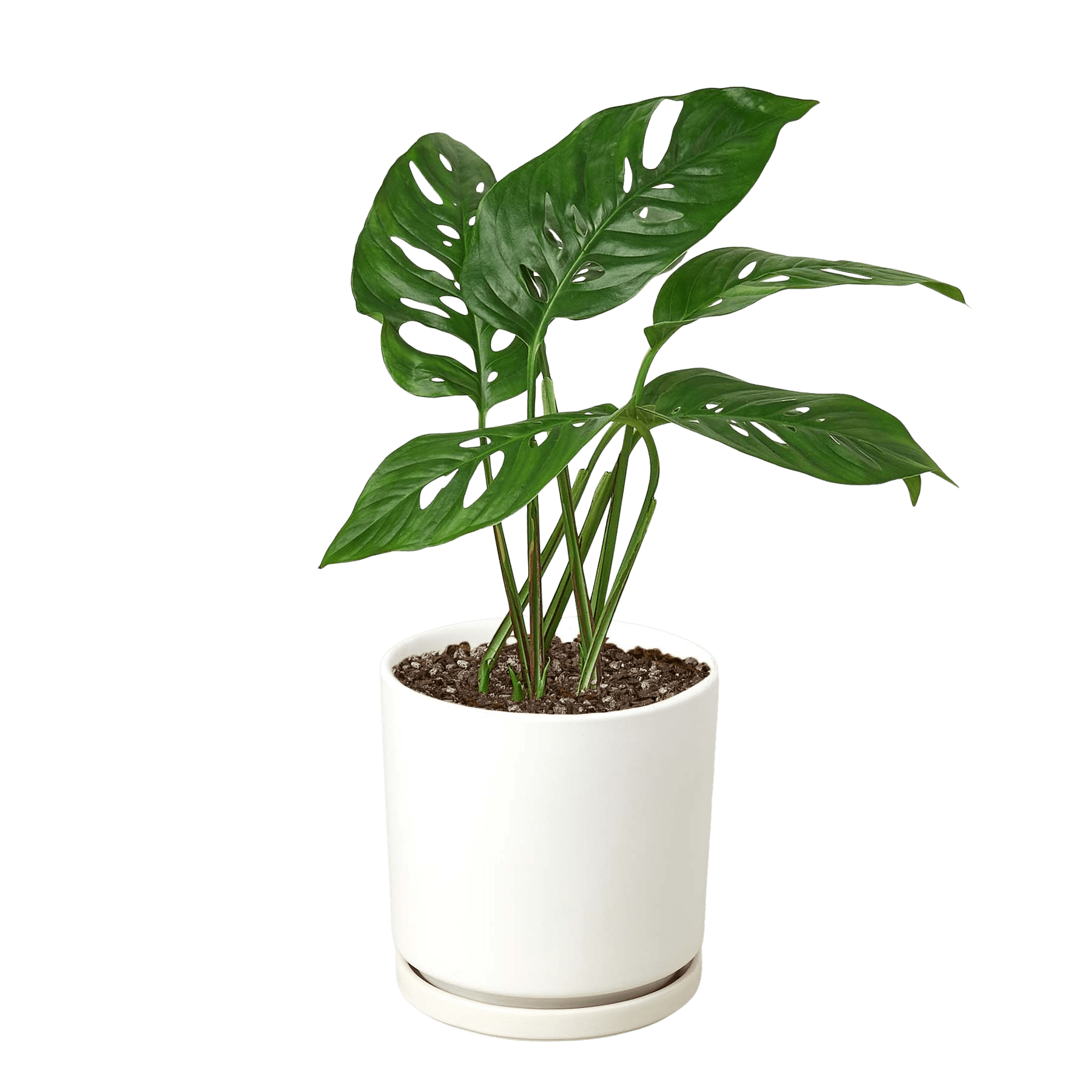 Swiss Cheese Plant Monstera Adansonii (Monstera adansonii)