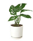 Swiss Cheese Plant Monstera Adansonii (Monstera adansonii)