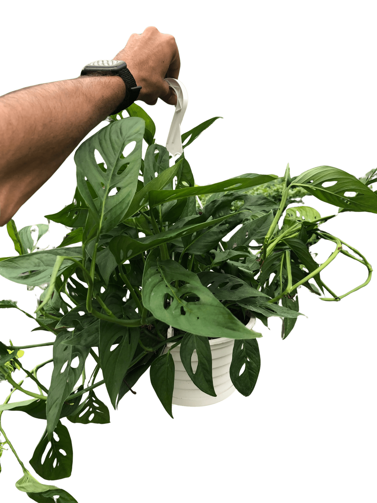 Swiss Cheese Plant Monstera Adansonii (Monstera adansonii)