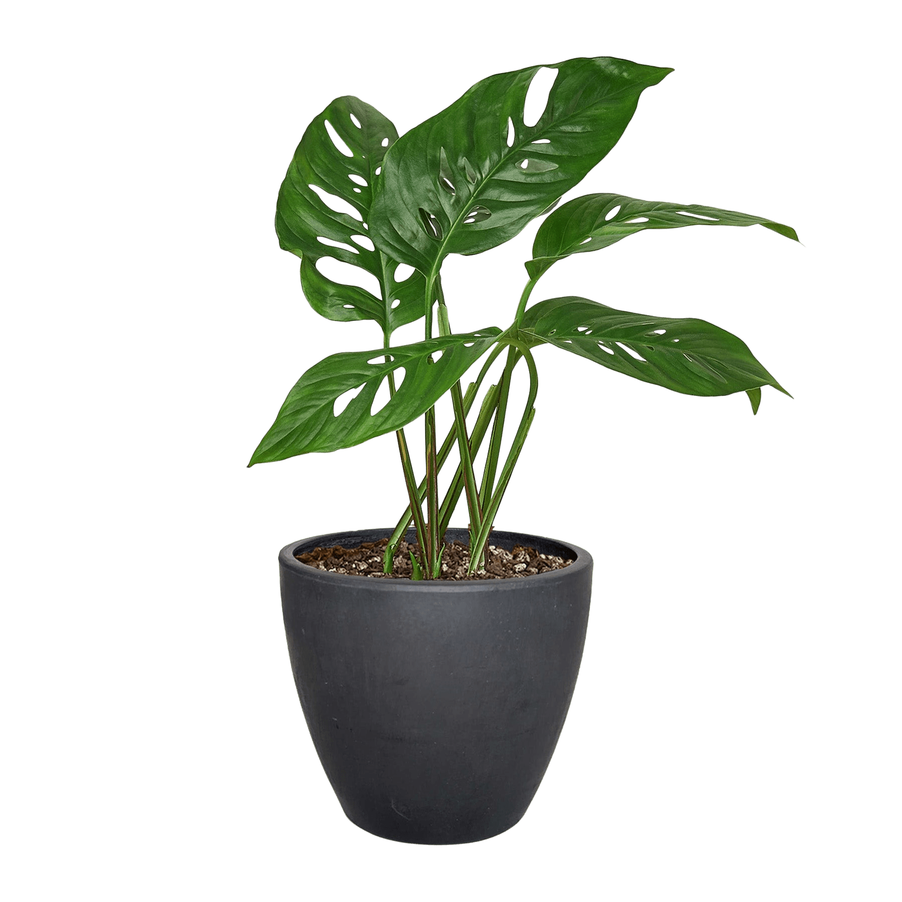 Swiss Cheese Plant Monstera Adansonii (Monstera adansonii)