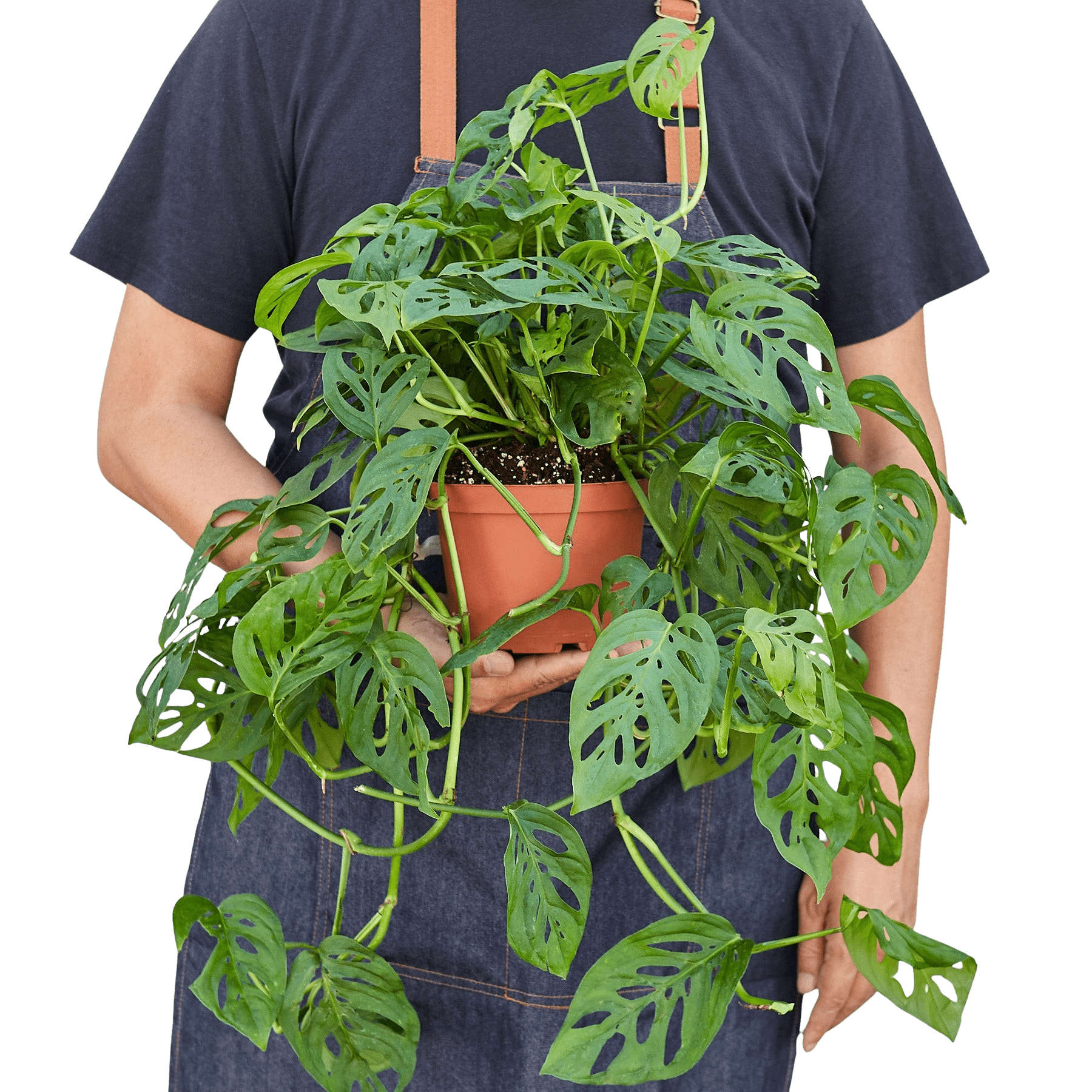Swiss Cheese Plant Monstera Adansonii Live Indoor Plant (Monstera adansonii), Easy Care Climbing Trailing Houseplant for Home and Office Decor - Planty Love Co