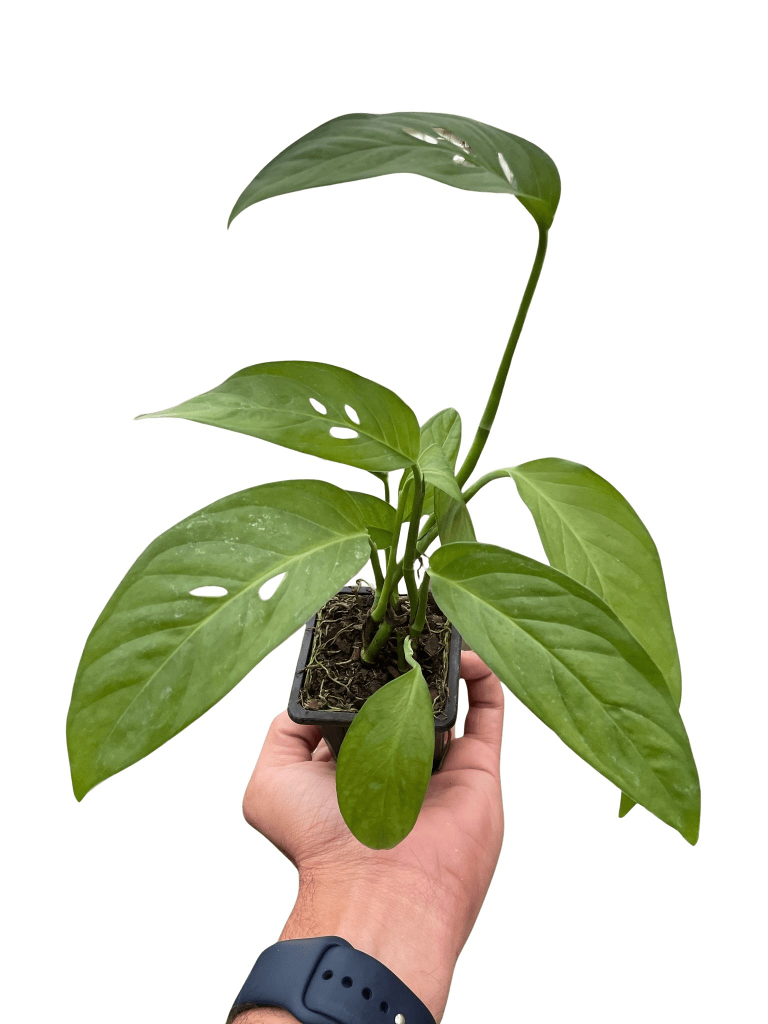 Swiss Cheese Plant Monstera Adansonii (Monstera adansonii)