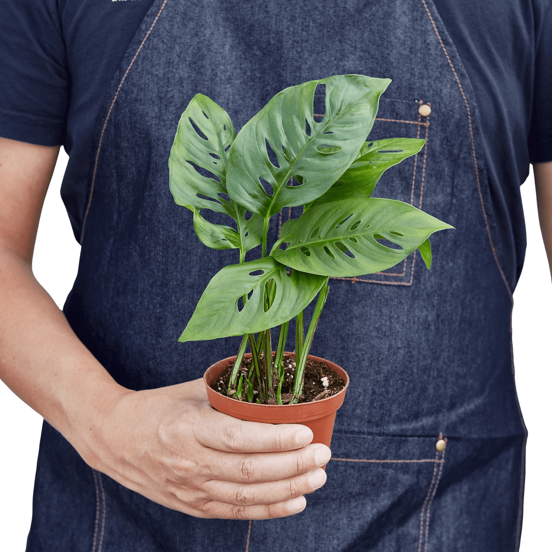 Swiss Cheese Plant Monstera Adansonii Live Indoor Plant (Monstera adansonii), Easy Care Climbing Trailing Houseplant for Home and Office Decor - Planty Love Co
