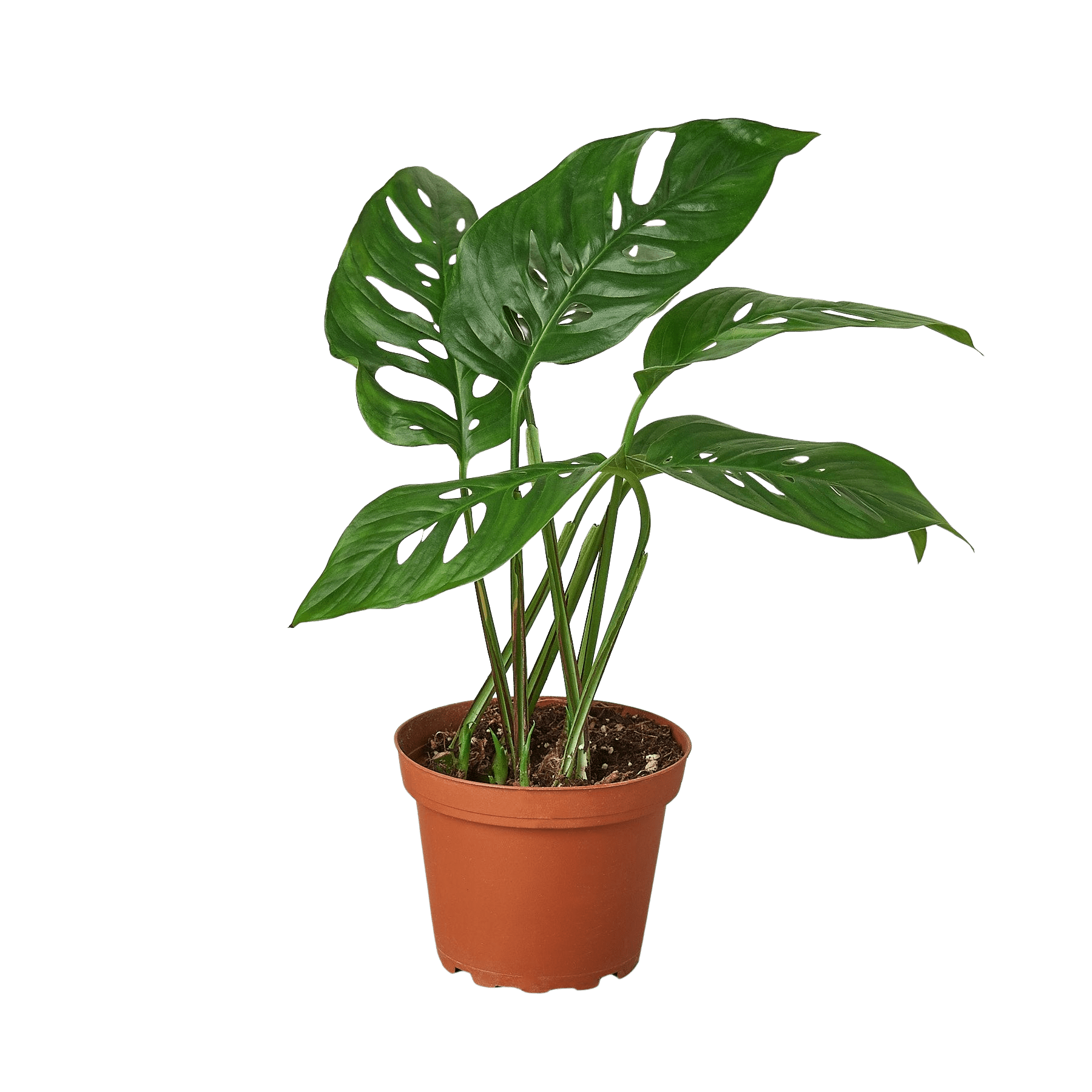 Swiss Cheese Plant Monstera Adansonii (Monstera adansonii)