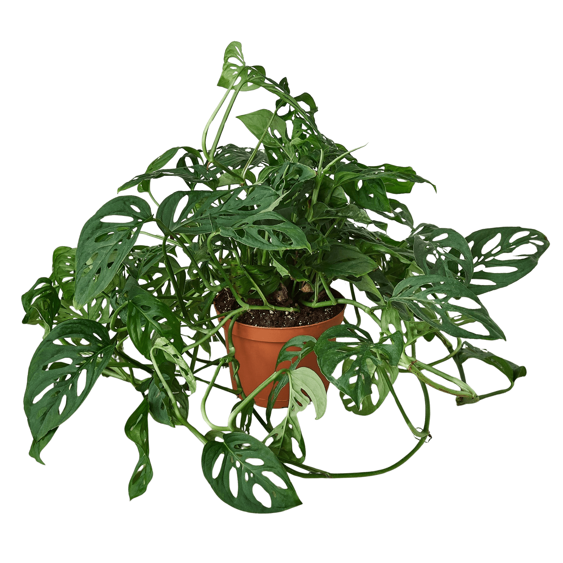 Swiss Cheese Plant Monstera Adansonii Live Indoor Plant (Monstera adansonii), Easy Care Climbing Trailing Houseplant for Home and Office Decor - Planty Love Co