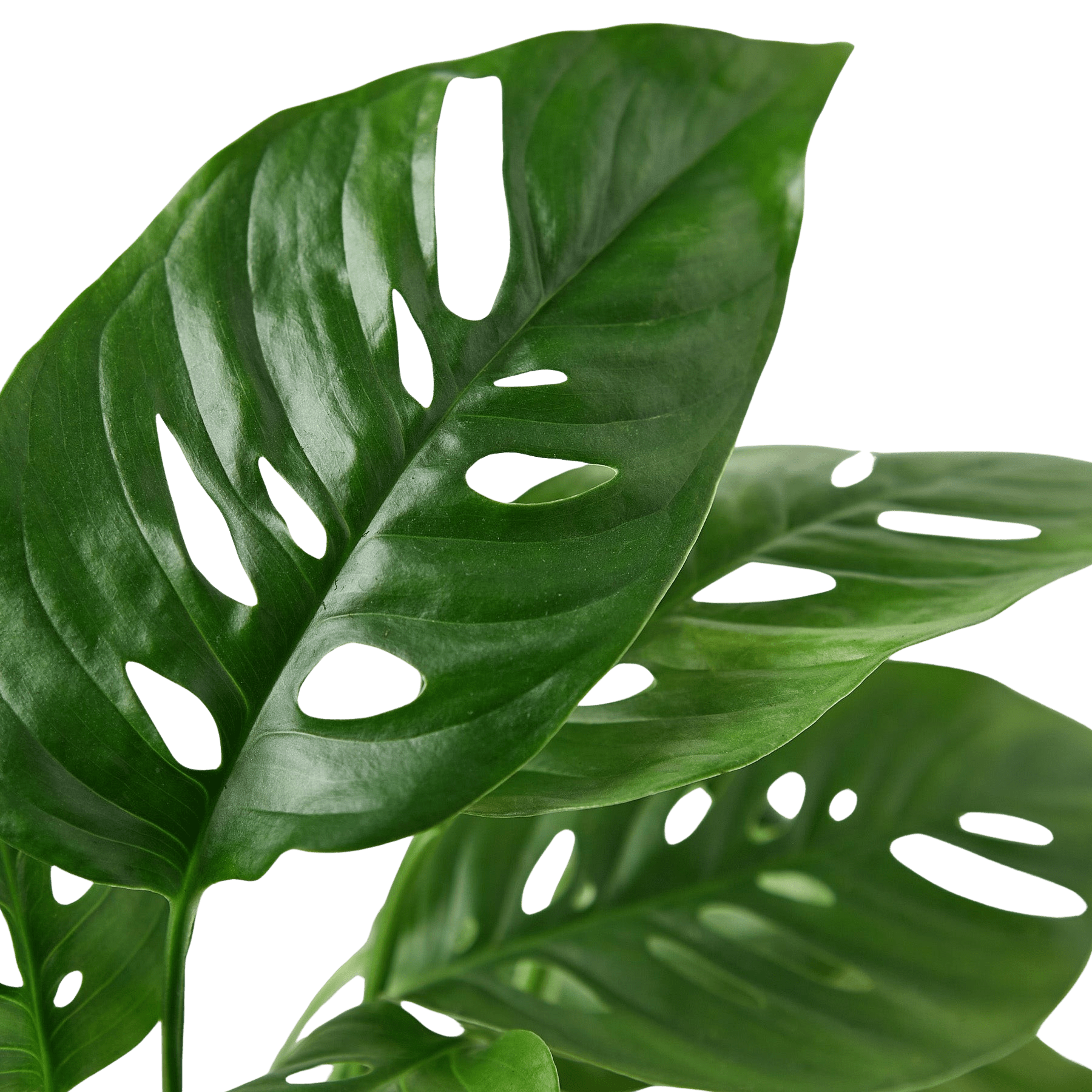 Swiss Cheese Plant Monstera Adansonii Live Indoor Plant (Monstera adansonii), Easy Care Climbing Trailing Houseplant for Home and Office Decor - Planty Love Co