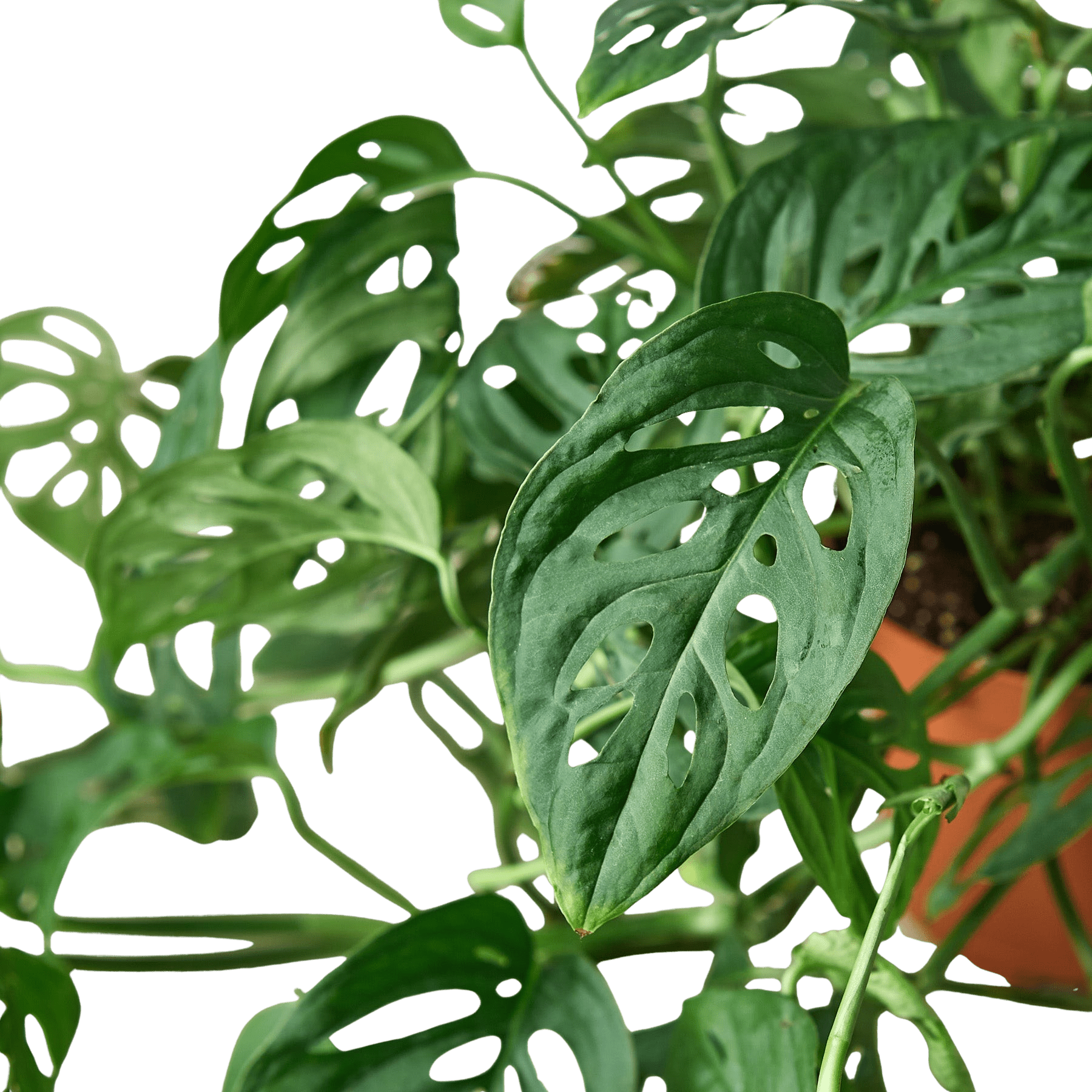 Swiss Cheese Plant Monstera Adansonii Live Indoor Plant (Monstera adansonii), Easy Care Climbing Trailing Houseplant for Home and Office Decor - Planty Love Co