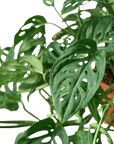 Swiss Cheese Plant Monstera Adansonii (Monstera adansonii)