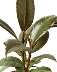 Tineke Rubber Plant (Ficus elastica)