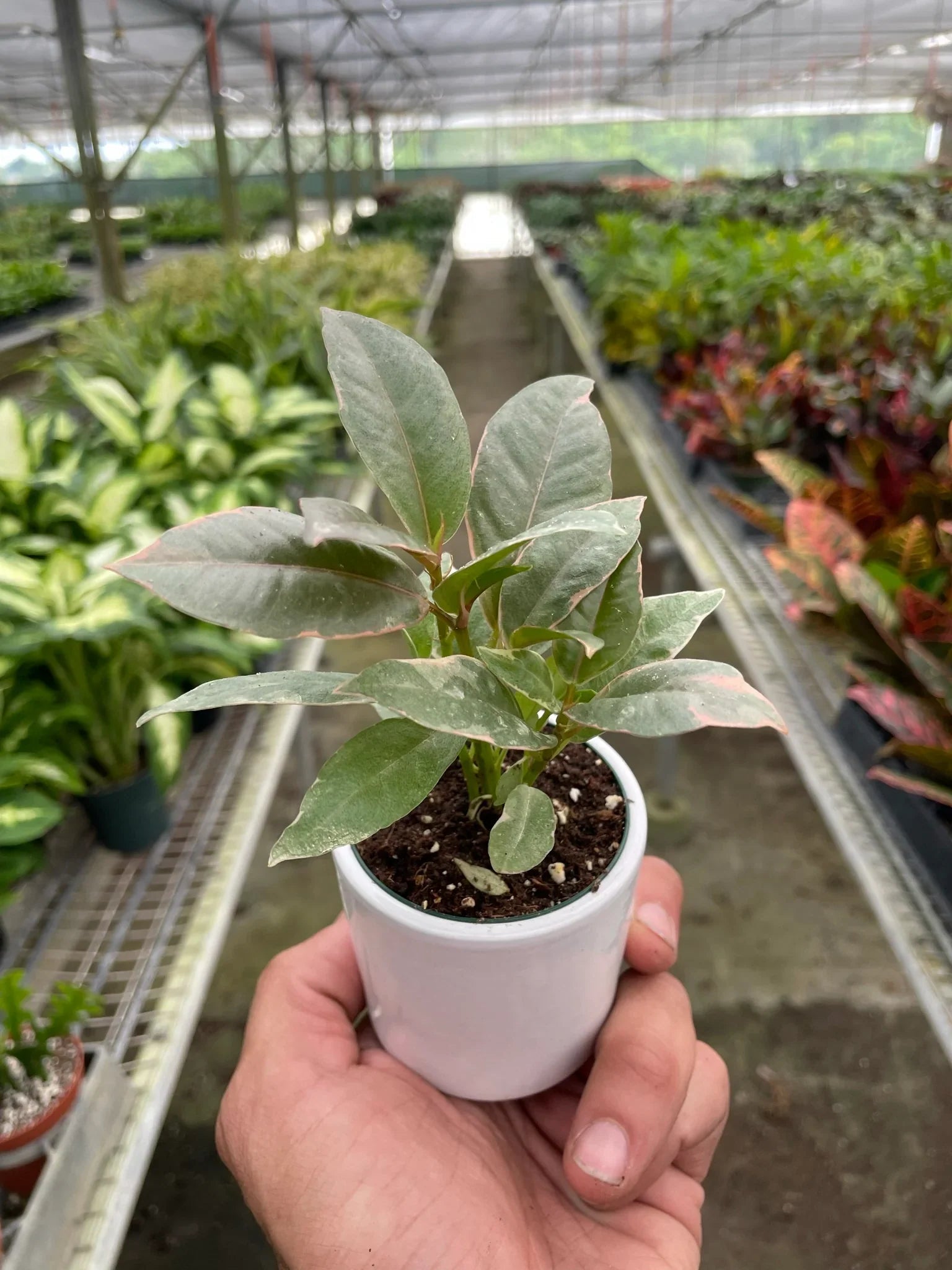 Tineke Rubber Plant Live Indoor Plant (Ficus elastica), Easy Care Variegated Foliage Houseplant for Home and Office Decor - Planty Love Co