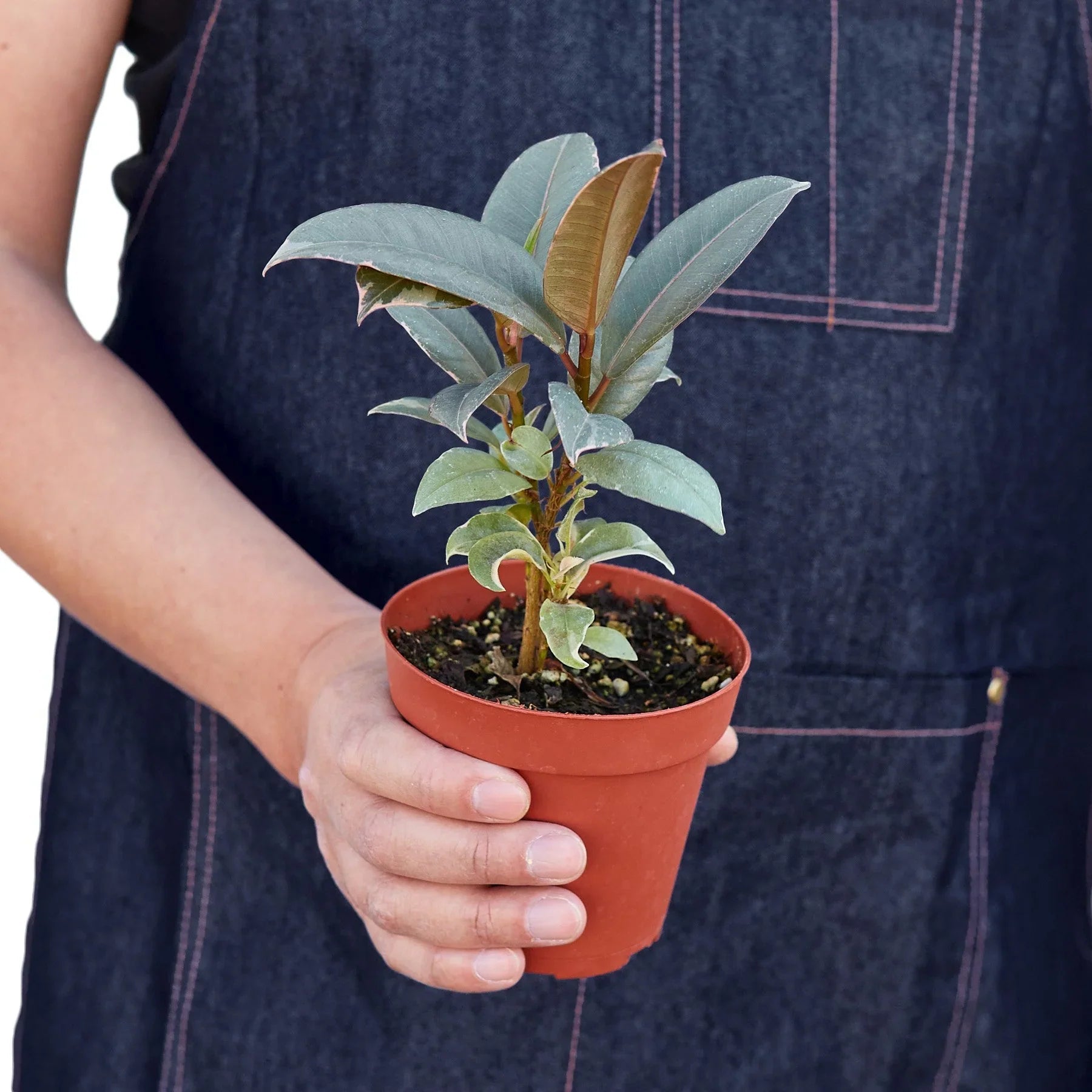 Tineke Rubber Plant Live Indoor Plant (Ficus elastica), Easy Care Variegated Foliage Houseplant for Home and Office Decor - Planty Love Co