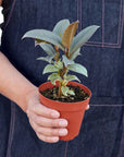 Tineke Rubber Plant (Ficus elastica)