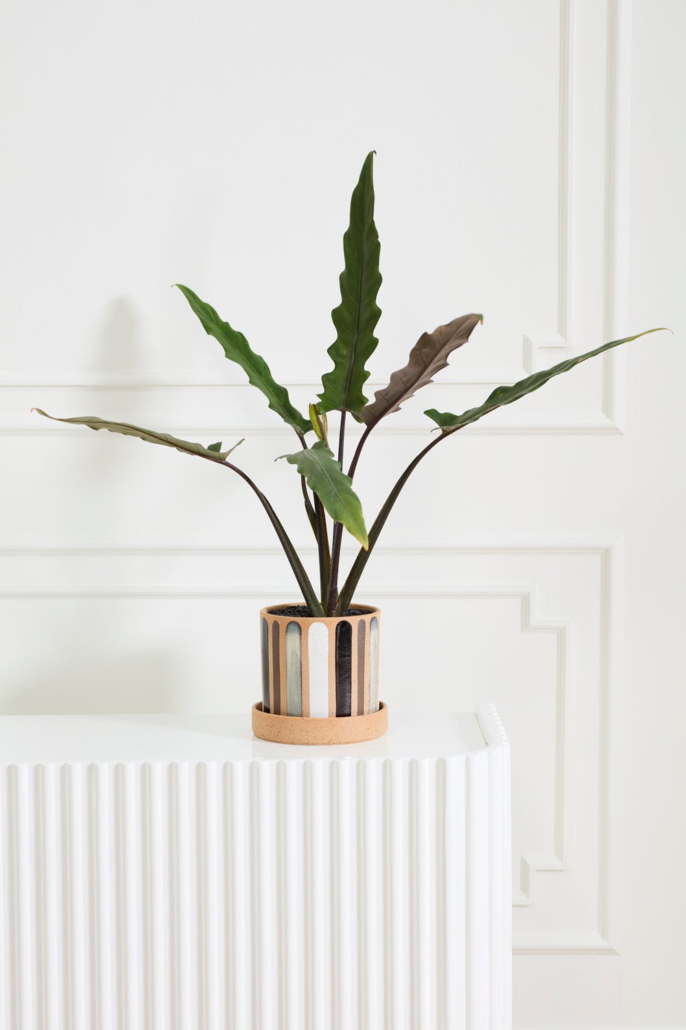 Truman Striped Ceramic Planter with Saucer, 7.75 inch - Planty Love Co