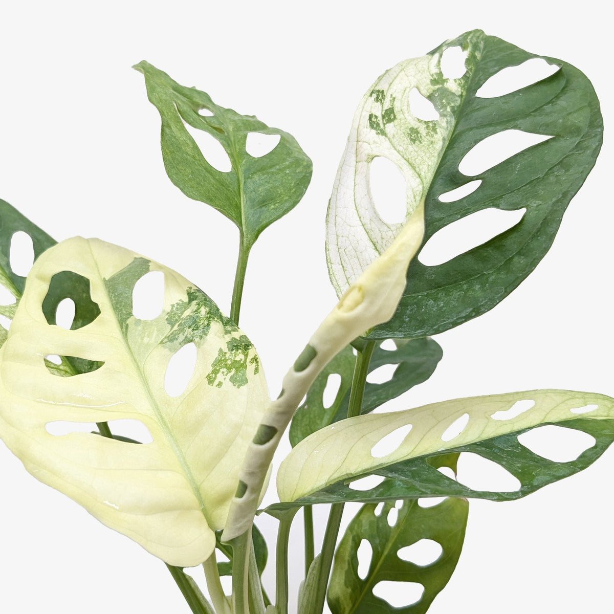 Variegated Swiss Cheese Monstera Adansonii (Monstera adansonii variegata) - Planty Love Co