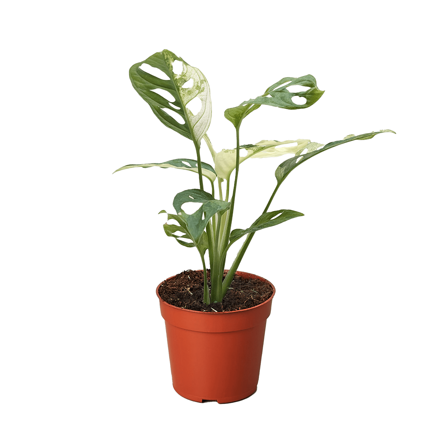 Variegated Swiss Cheese Monstera Adansonii (Monstera adansonii variegata) - Planty Love Co