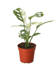 Variegated Swiss Cheese Monstera Adansonii (Monstera adansonii variegata) - Planty Love Co