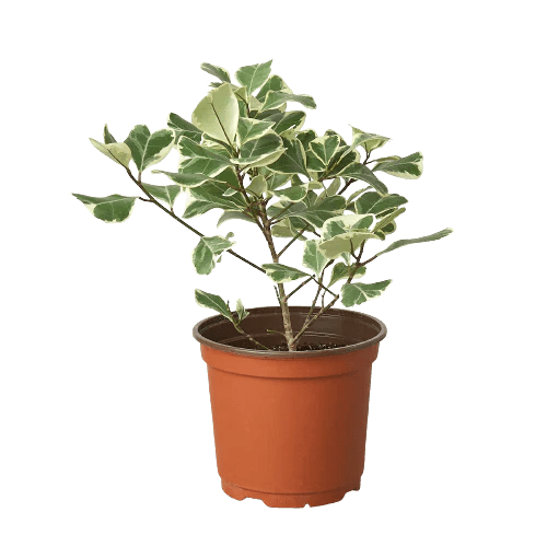 Variegated Triangularis Rubber Plant Live Indoor Plant (Ficus triangularis variegata), Easy Care Variegated Foliage Houseplant for Home and Office Decor - Planty Love Co