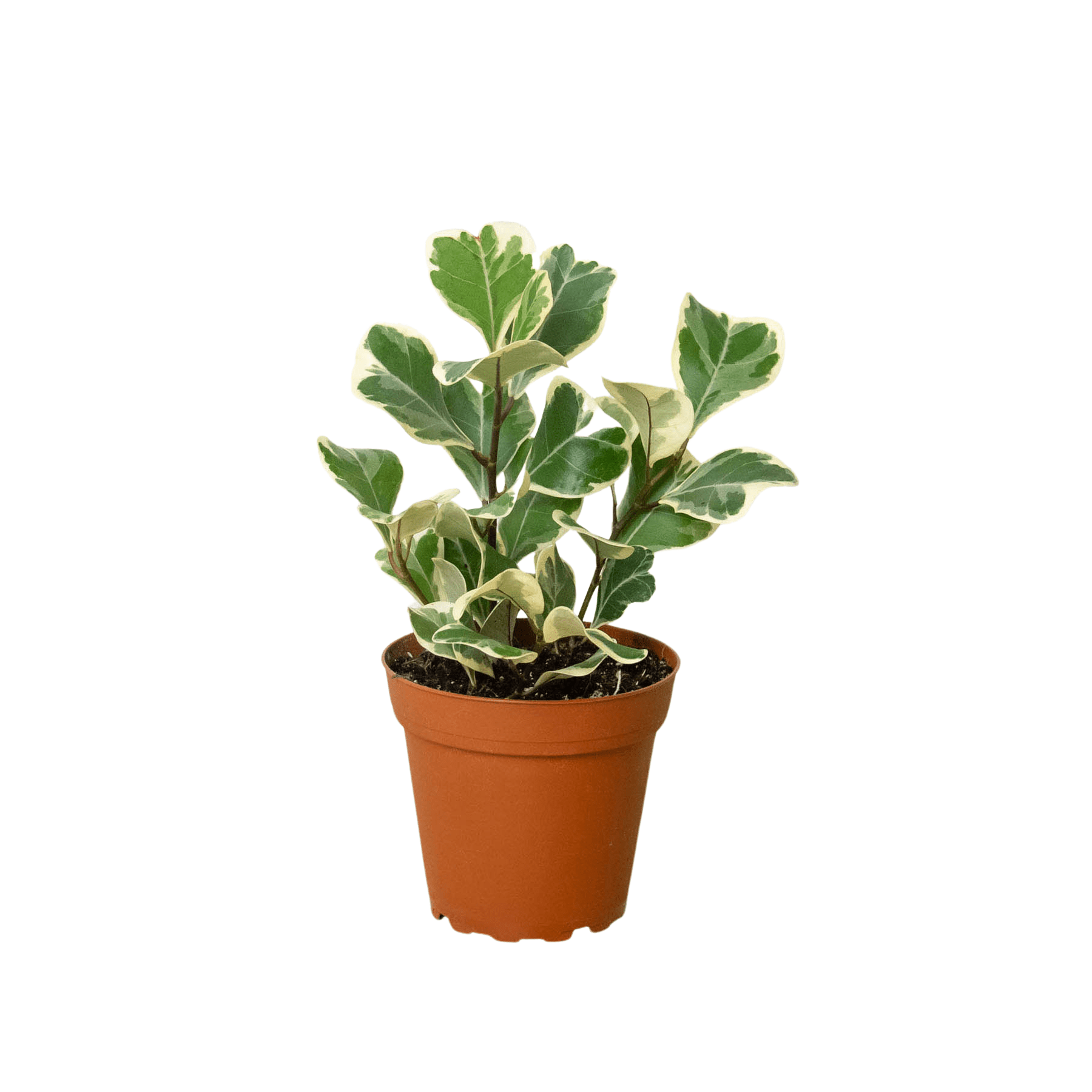 Variegated Triangularis Rubber Plant Live Indoor Plant (Ficus triangularis variegata), Easy Care Variegated Foliage Houseplant for Home and Office Decor - Planty Love Co