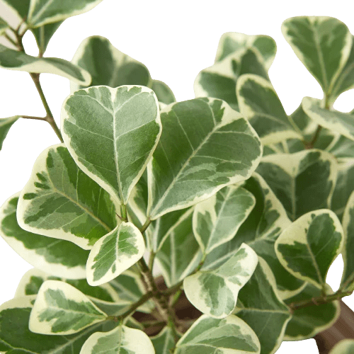 Variegated Triangularis Rubber Plant Live Indoor Plant (Ficus triangularis variegata), Easy Care Variegated Foliage Houseplant for Home and Office Decor - Planty Love Co