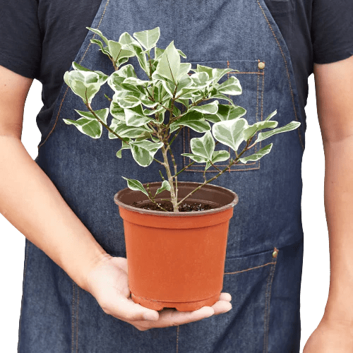 Variegated Triangularis Rubber Plant Live Indoor Plant (Ficus triangularis variegata), Easy Care Variegated Foliage Houseplant for Home and Office Decor - Planty Love Co