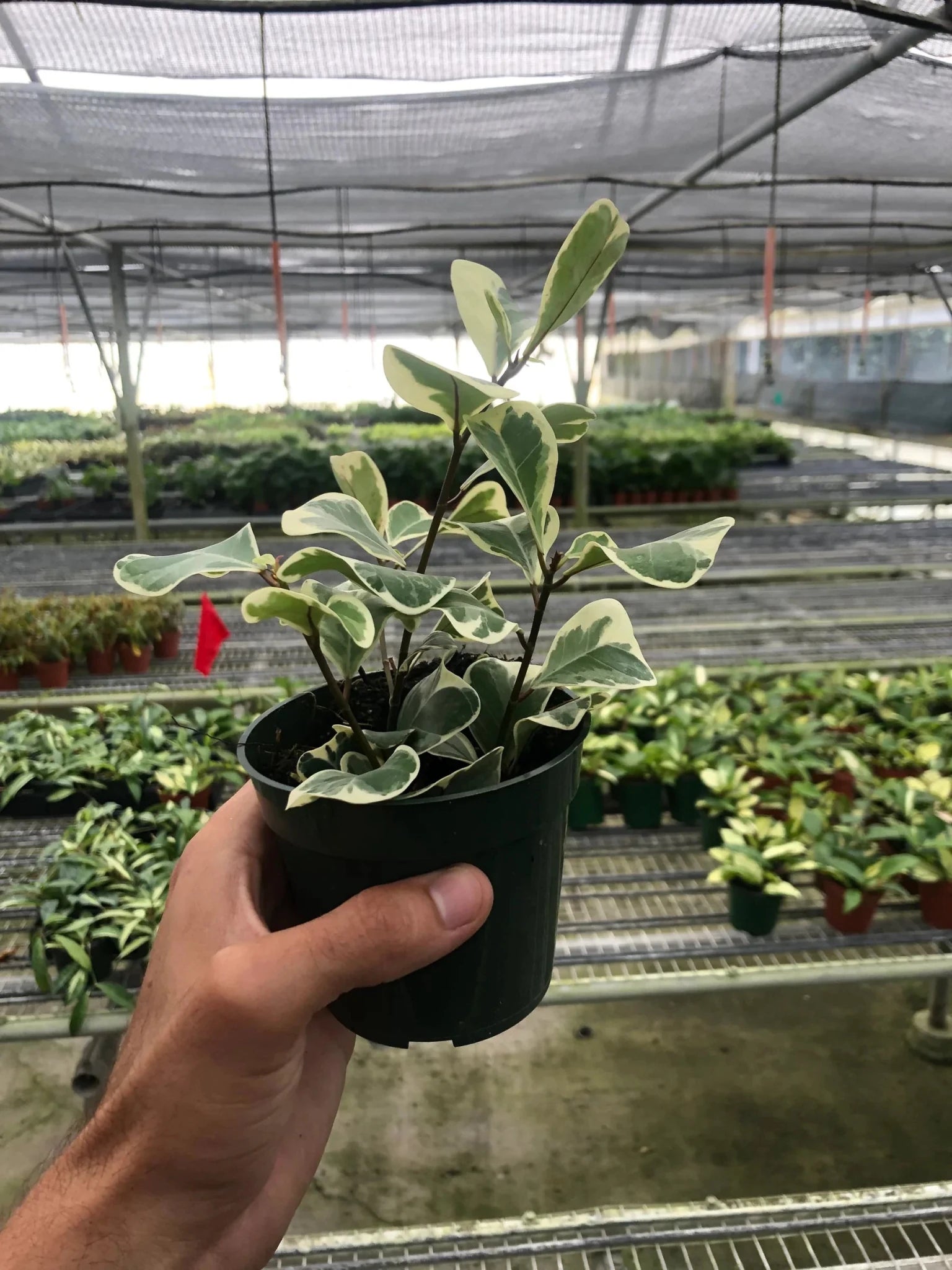 Variegated Triangularis Rubber Plant Live Indoor Plant (Ficus triangularis variegata), Easy Care Variegated Foliage Houseplant for Home and Office Decor - Planty Love Co