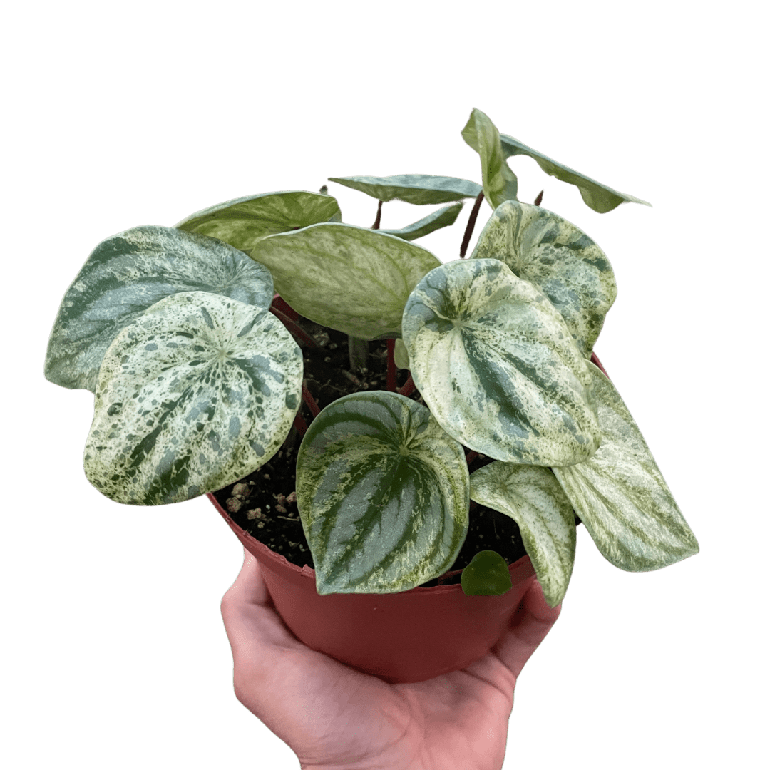 Variegated Watermelon Peperomia (Peperomia argyreia) - Planty Love Co