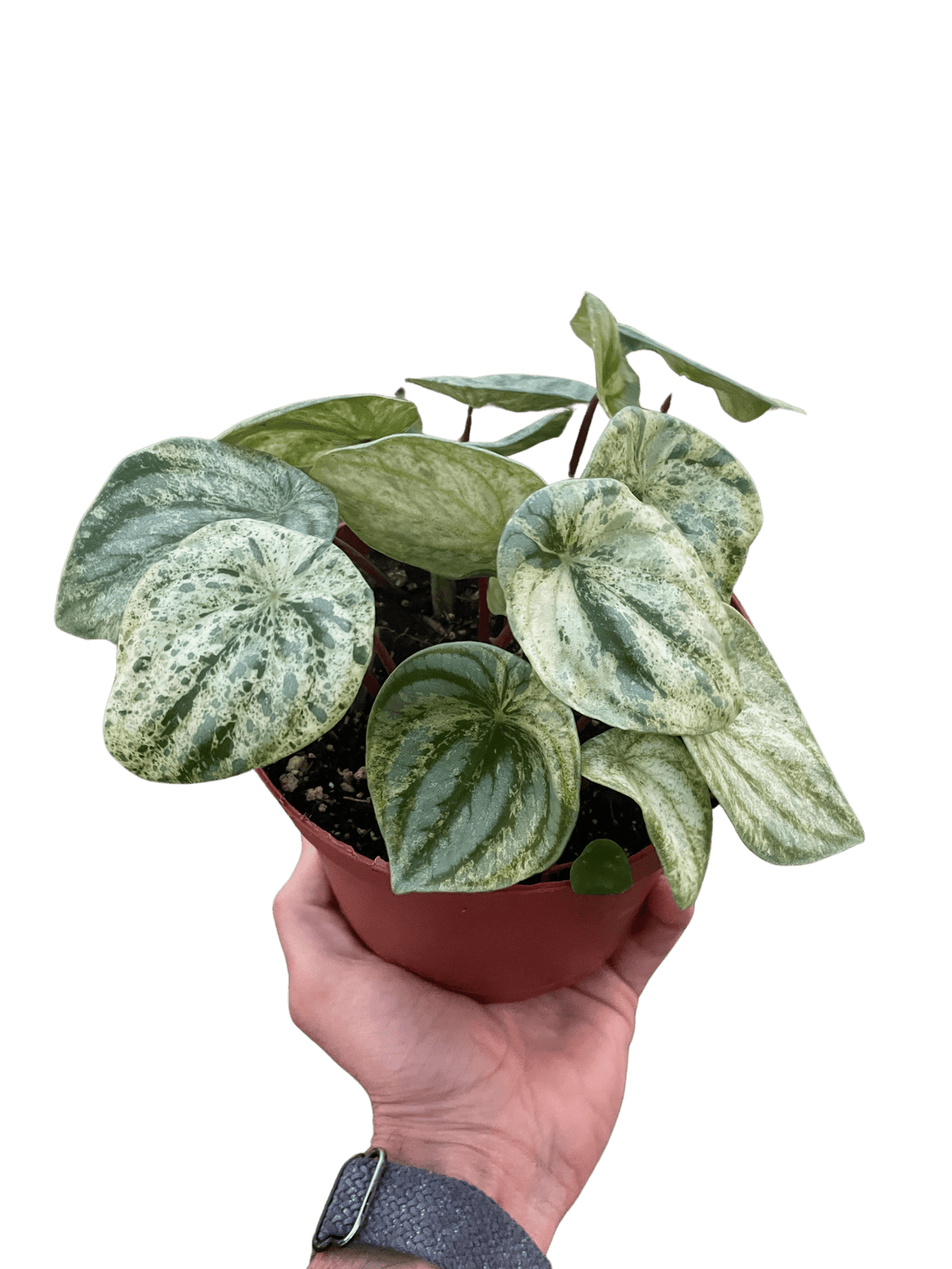 Variegated Watermelon Peperomia (Peperomia argyreia) - Planty Love Co