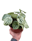 Variegated Watermelon Peperomia (Peperomia argyreia) - Planty Love Co