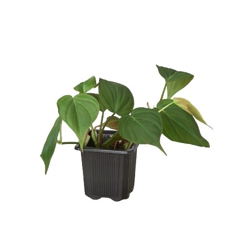 Velvet Philodendron Micans Live Indoor Plant (Philodendron hederaceum micans), Easy Care Trailing Houseplant for Home and Office Decor - Planty Love Co